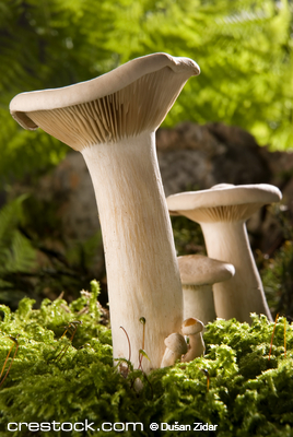 white mushroom on moss close up shoot